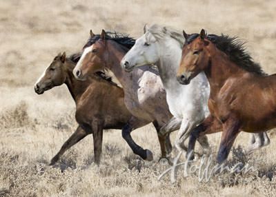 Wide Open Spaces Digital Print Fabric: Horses 90cm Panel