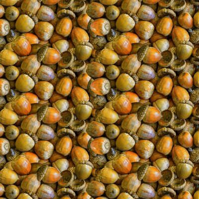 Naturescapes: Acorns Brown (per 1/4 metre)