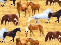 Horse Fabrics