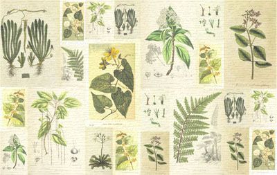 Herbarium Fabric: Planet Leaves