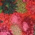 Philip Jacobs Fabric Japanese Chrysanthemum Scarlet (per 1/4 metre)