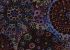 Kaffe Fassett Fabric Millefiore Dark (per 1/4 metre)