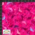 Flowers in the Wind fabric: Fanned Flowers Pink (per 1/4 metre)