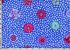 Kaffe Fassett Fabric Guinea Flower Cobalt (per 1/4 metre)