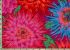 Philip Jacobs Fabric Cactus Dahlia Red (per 1/4 metre)