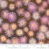 Blooming Lovely fabric: Aster Sepia