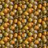 Naturescapes: Acorns Brown (per 1/4 metre)