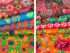 Kaffe Fassett Collective Crocosmia Accents Fat Quarter Bundle