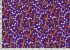 Free Spirit Designers Fabric: Bush Lily Royal (per 1/4 metre)