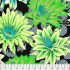 Kaffe Fassett Collective: Cactus Flower Contrast (per 1/4 metre)