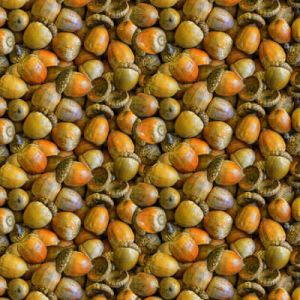 Naturescapes: Acorns Brown (per 1/4 metre) | 